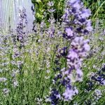 Hoa oải hương và hoa hồng: một khu phố kỳ diệu mà những người làm vườn có kinh nghiệm sẽ đánh giá cao hoa-oai-huong-va-hoa-hong-mot-khu-pho-ky.jpg