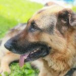 Tại sao động vật ăn thịt nhai cỏ: thói quen ẩm thực bất ngờ của chó tai-sao-dong-vat-an-thit-nhai-co-thoi-quen.jpg